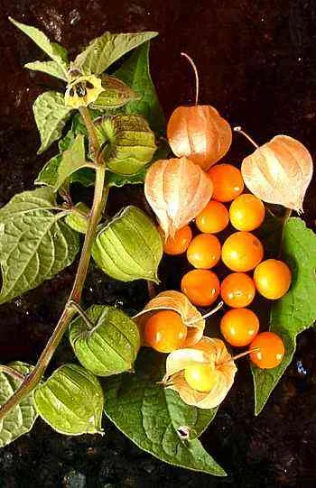 Cape Gooseberry (Goldenberry)