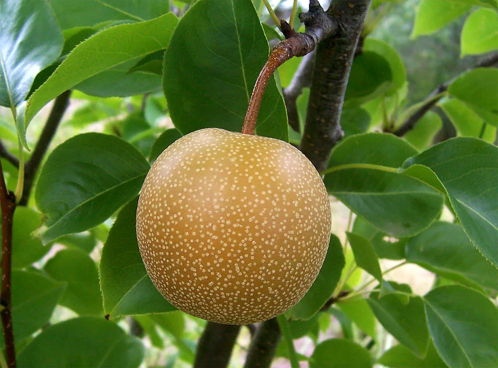 Asya Armudu (Naşi) meyve görseli