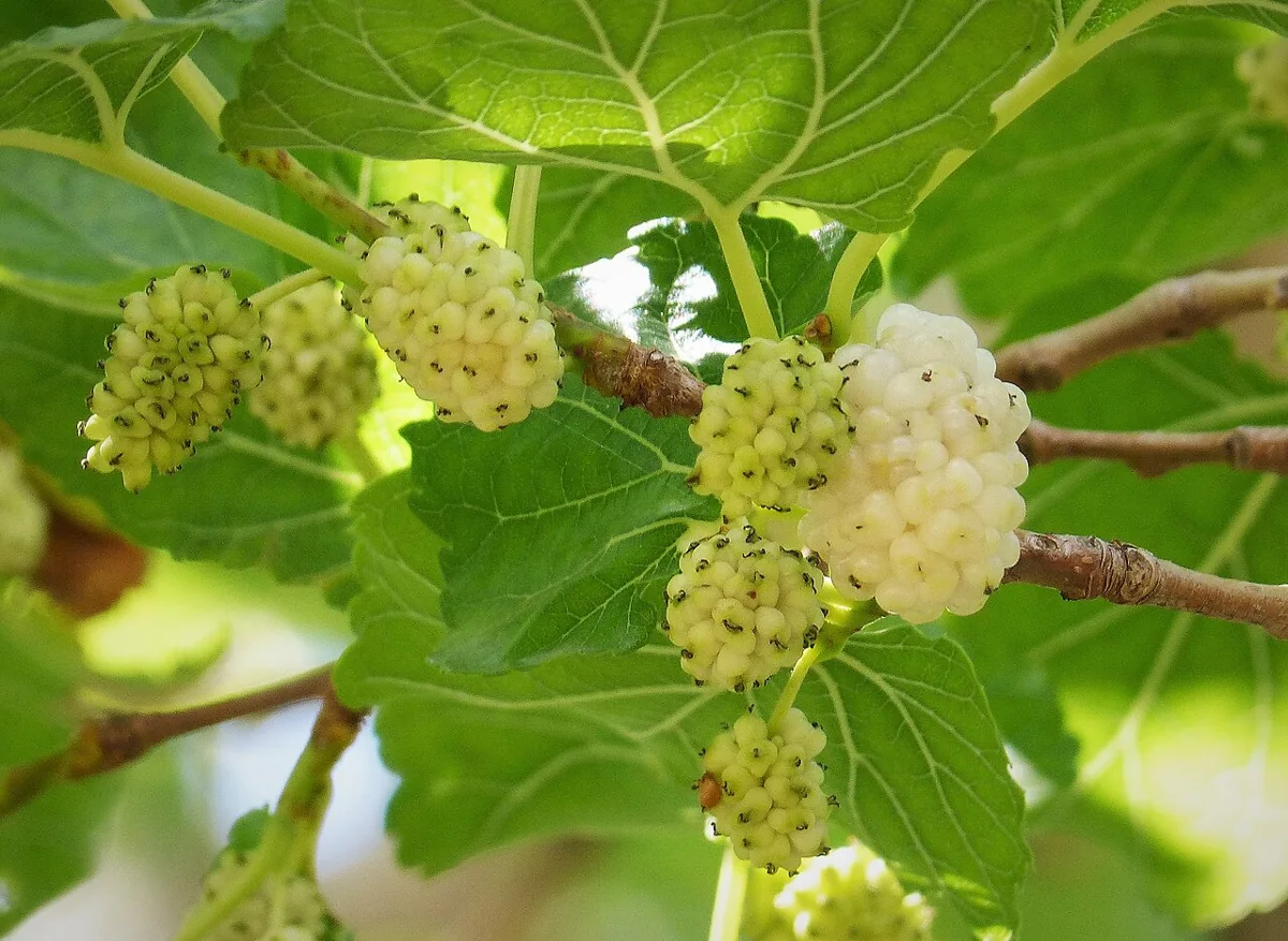 White Mulberry