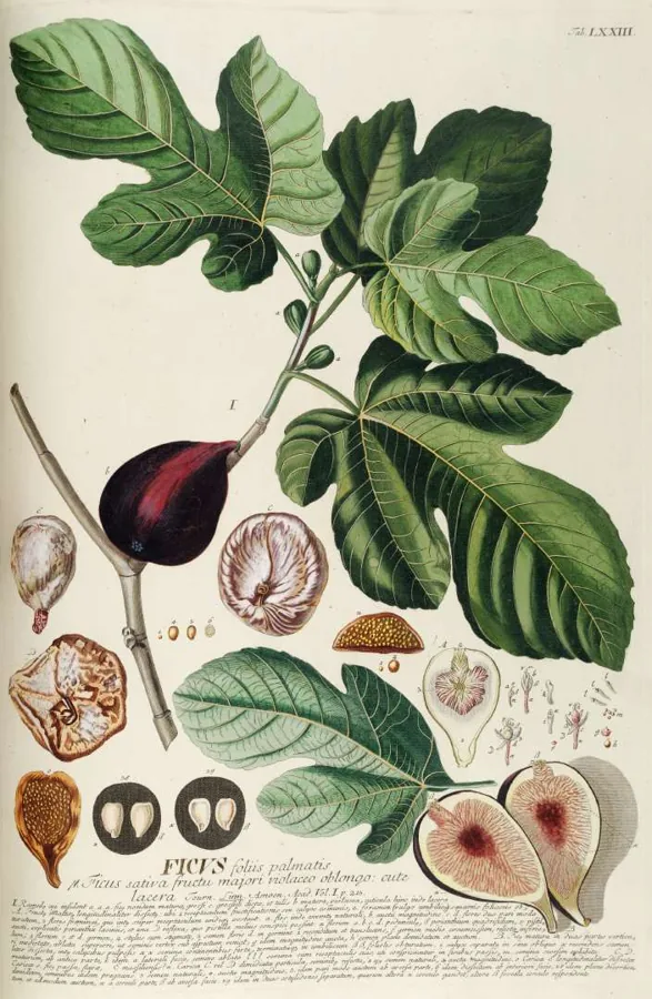 Fig fruit