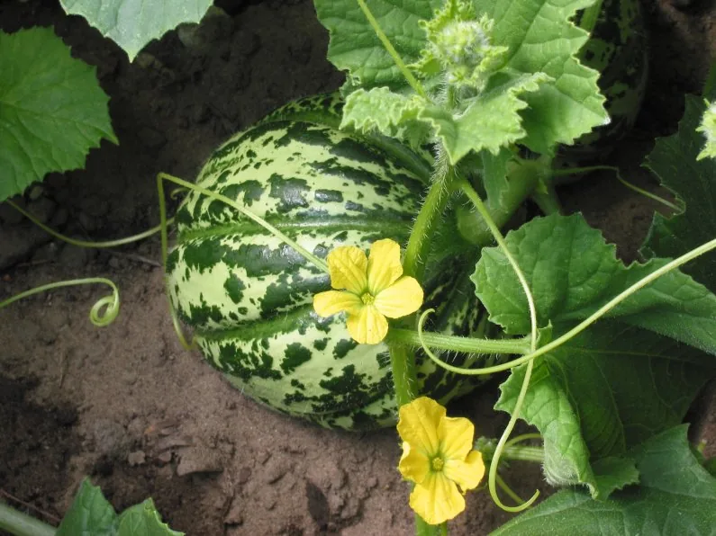 Cantaloupe Melon