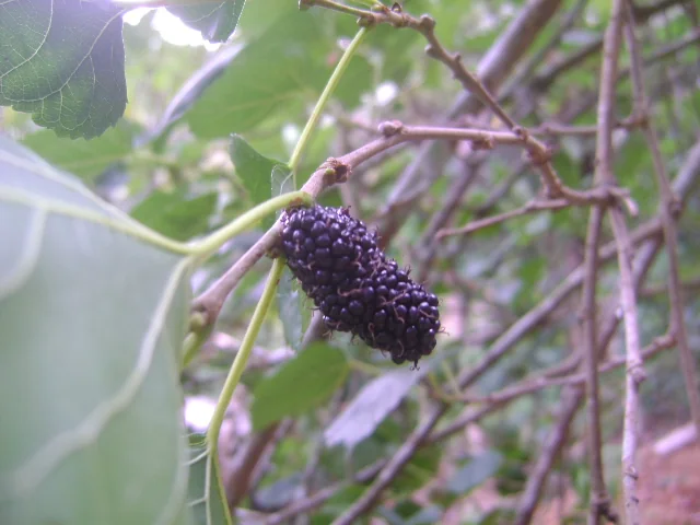 Black Mulberry