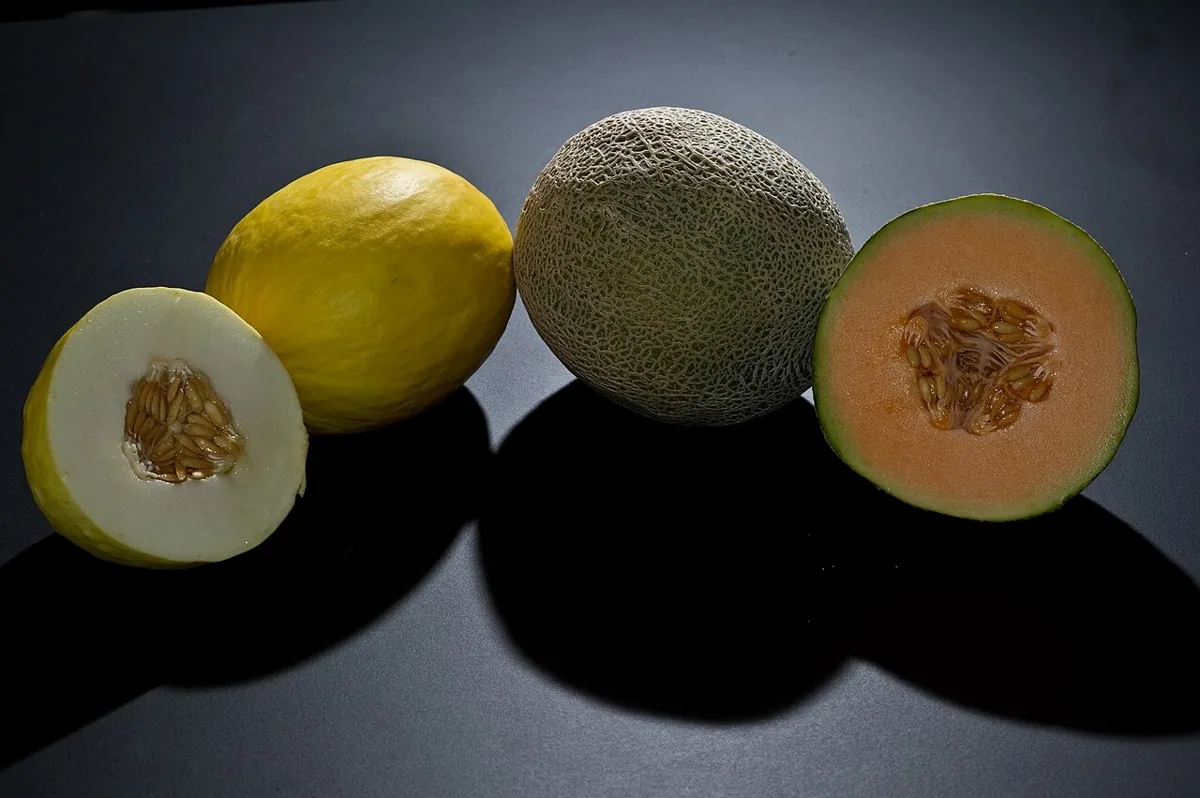 Casaba Melon