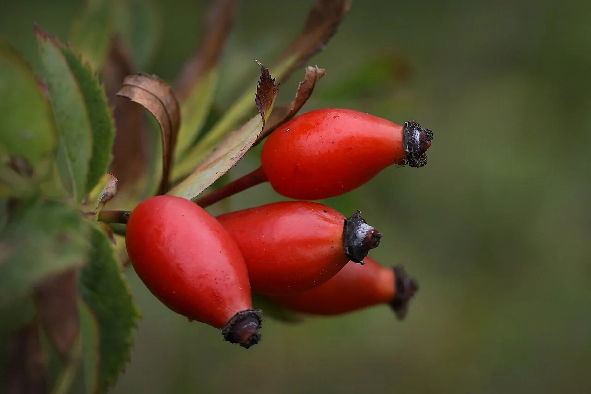 Rose Hips