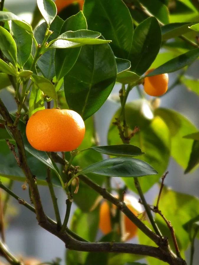 Mandarin