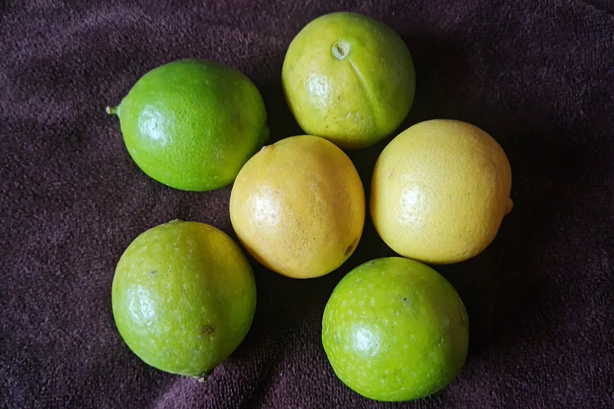 Lime fruit