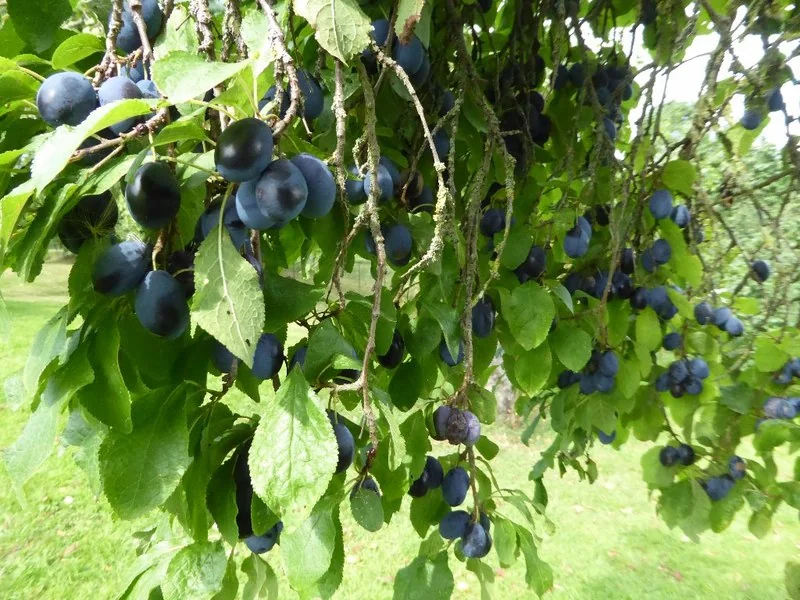 Damson Plum