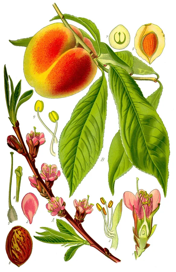 Yellow Peach