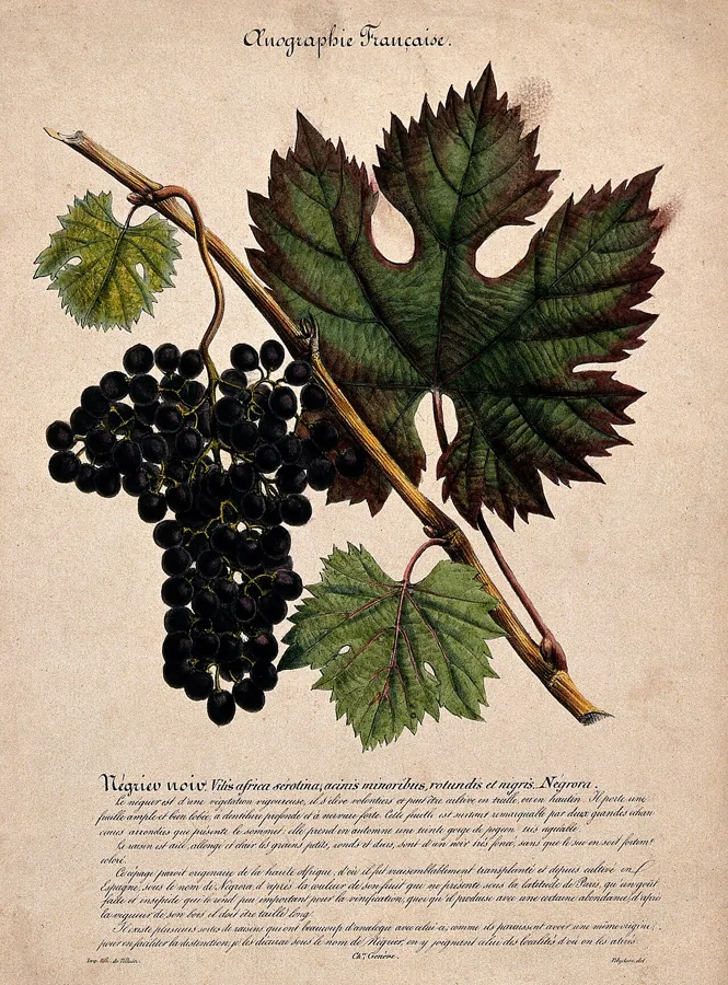 Table Grapes