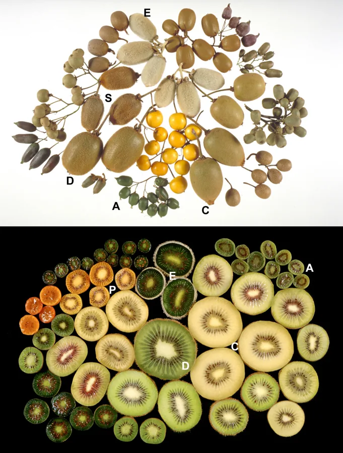 Green Kiwifruit