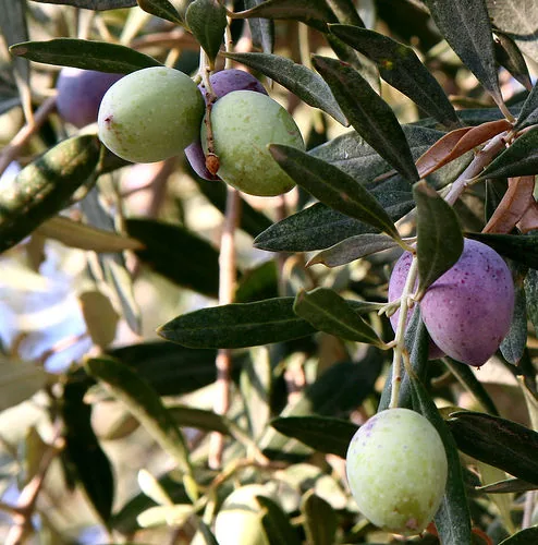 Green Olives