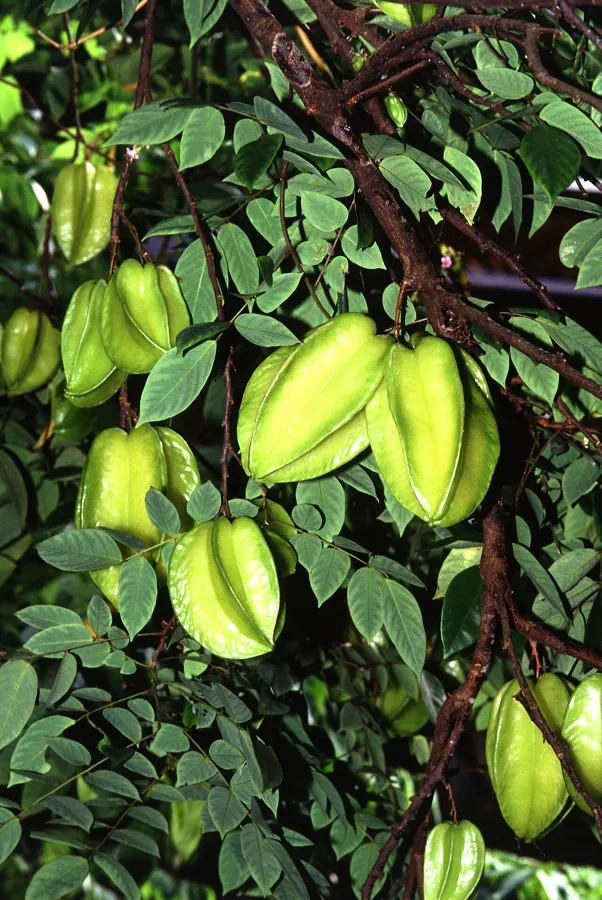 Star Fruit (Carambola)
