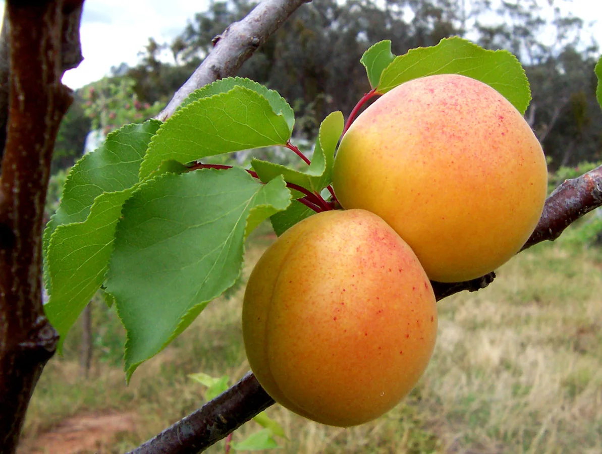 Wild Apricot