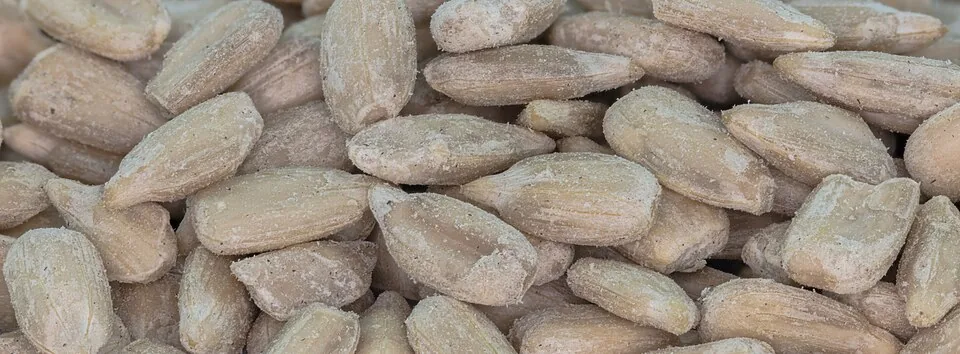 Ay Çekirdeği kuruyemiş görseli
