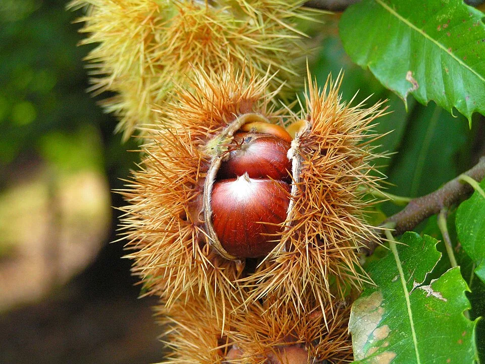 Chestnuts