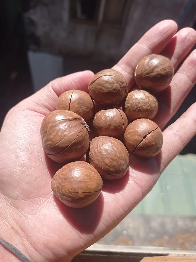 Macadamia Nuts nut & seed