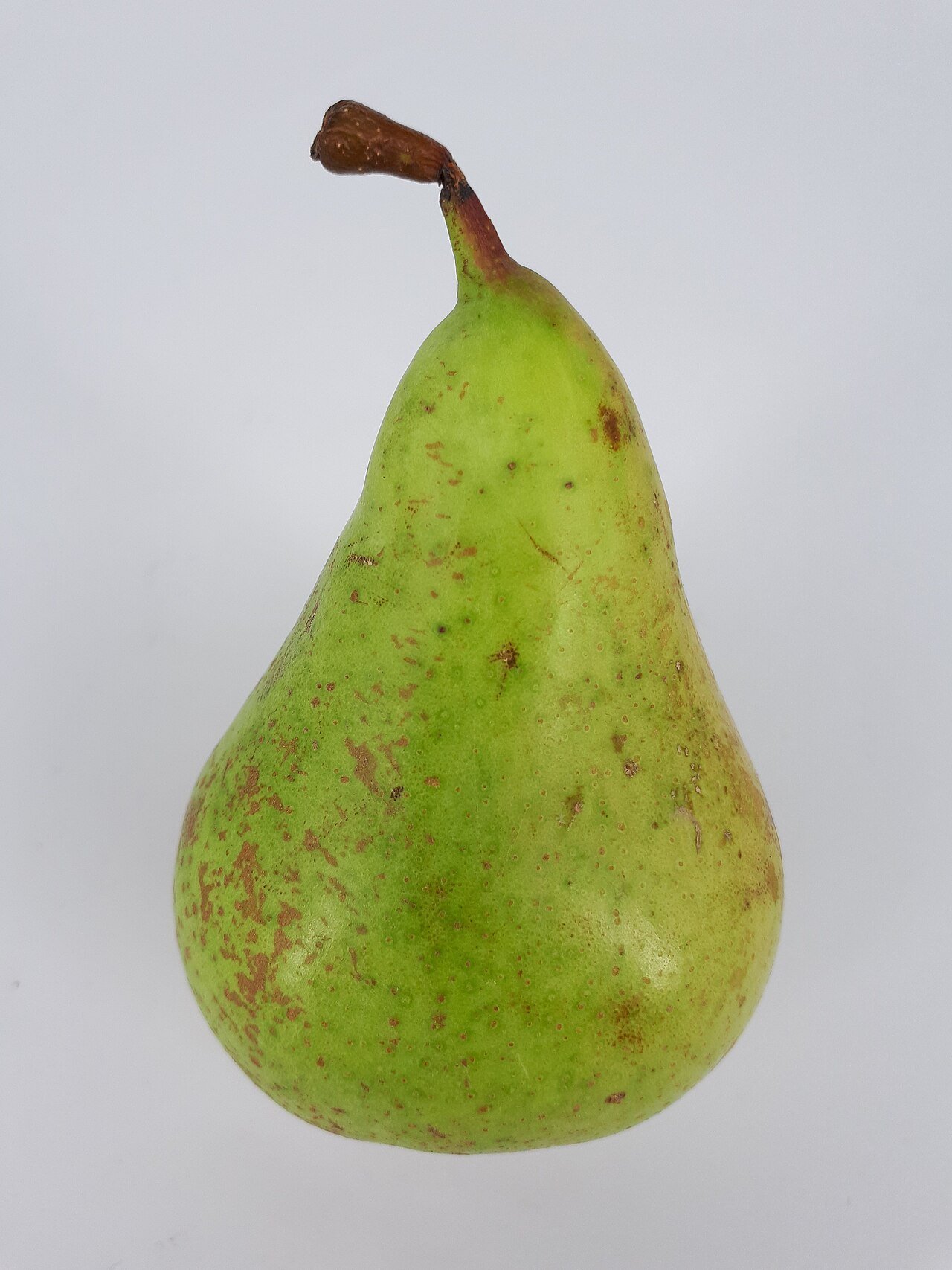 Conference Pear
