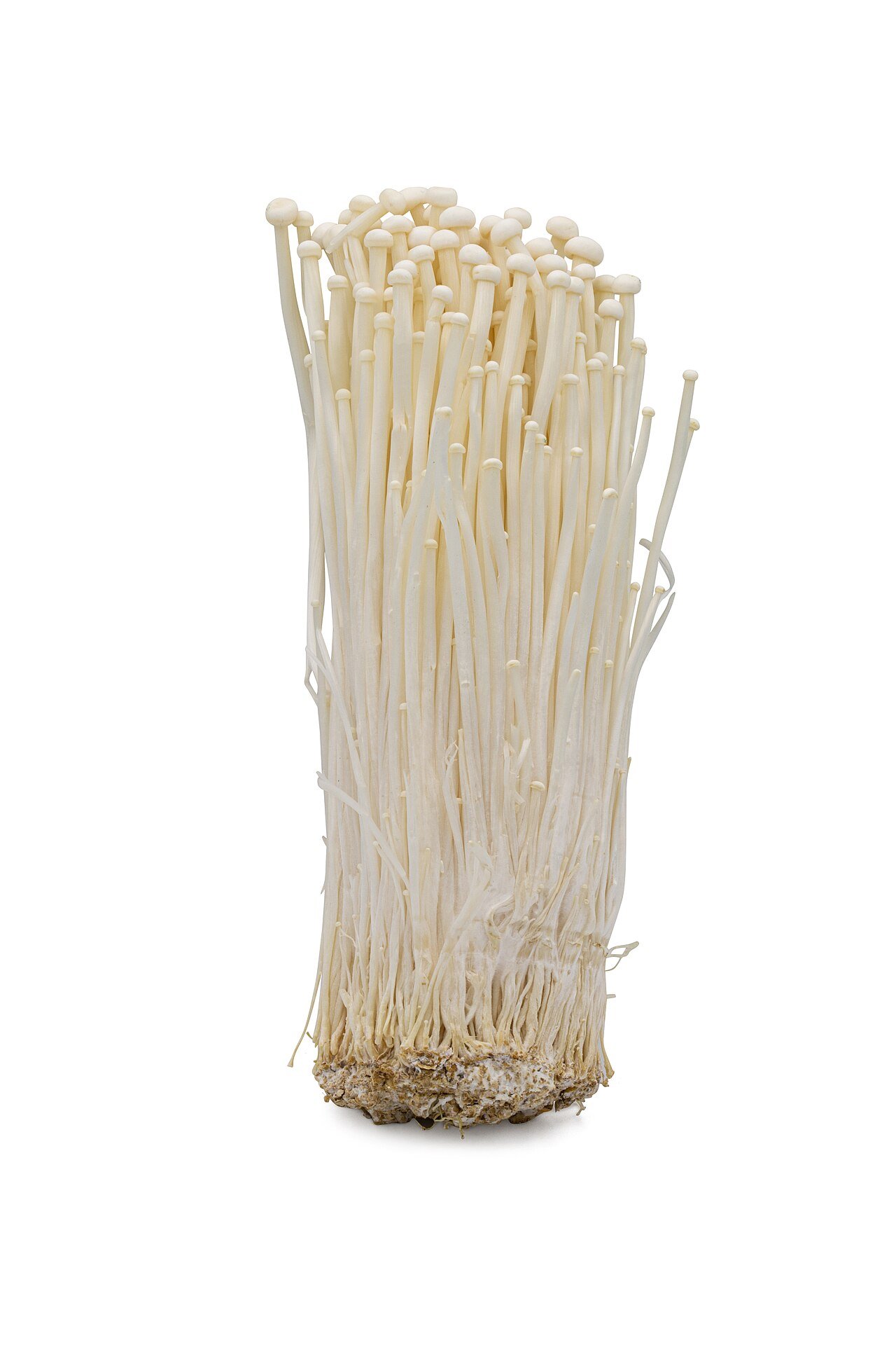 Enoki Mushroom
