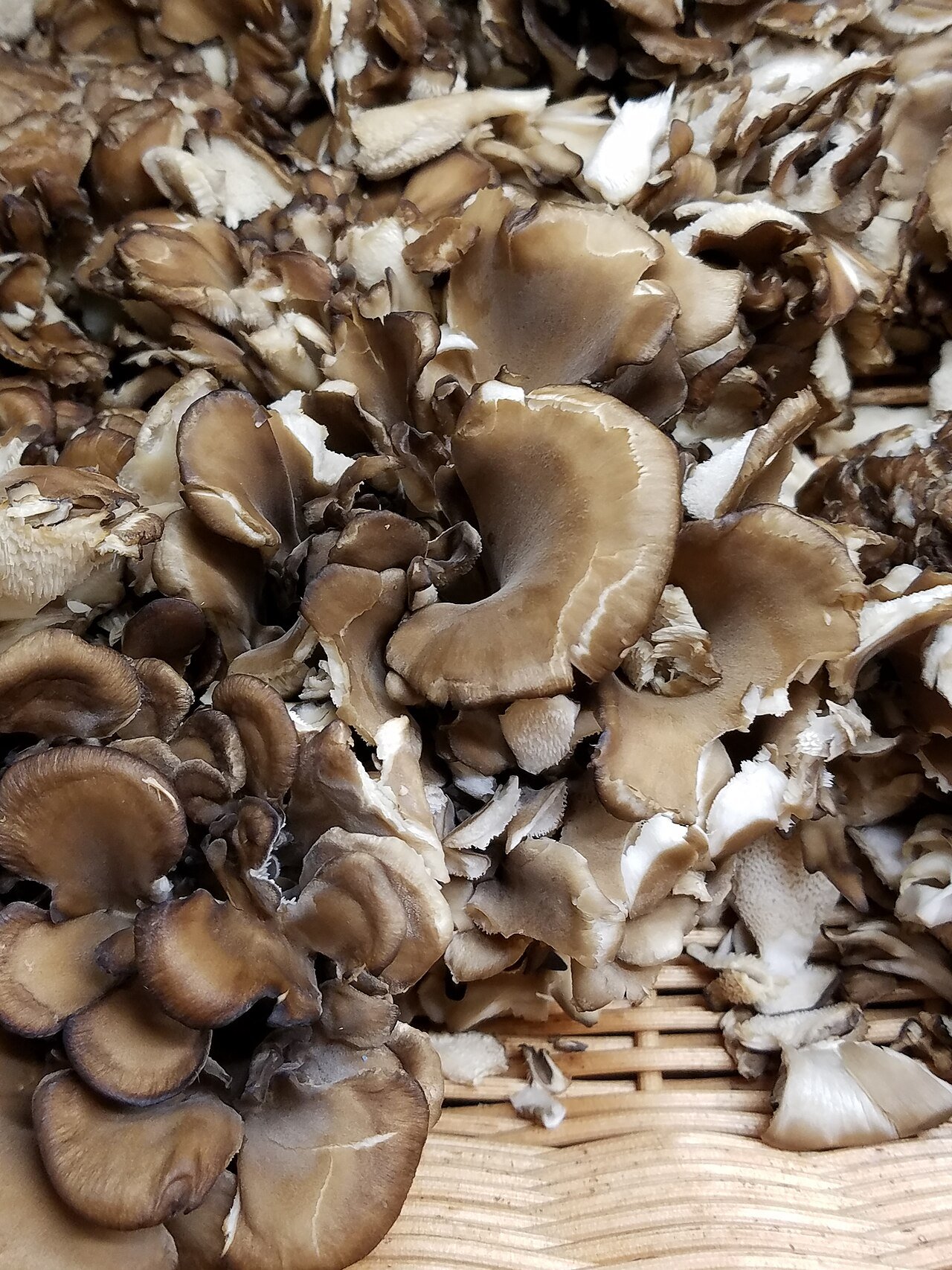 Maitake Mushroom
