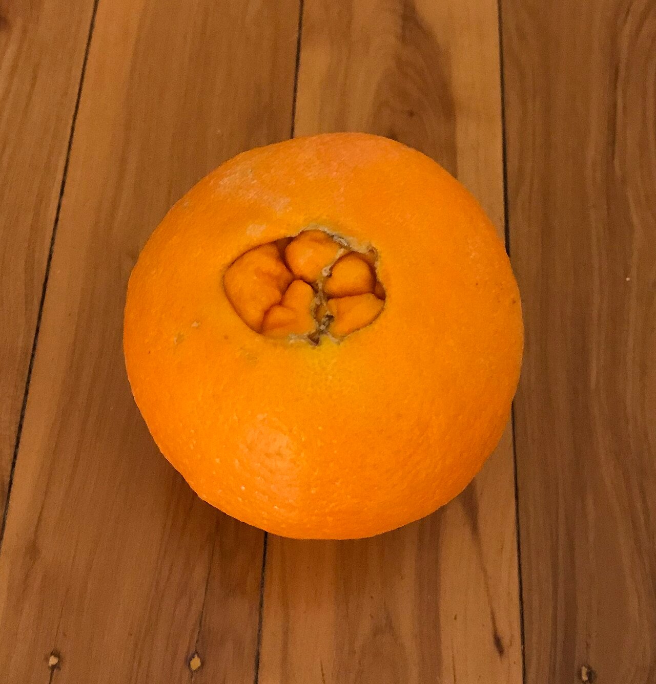 Navel Orange
