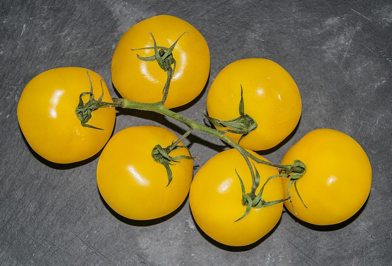 Yellow Tomato