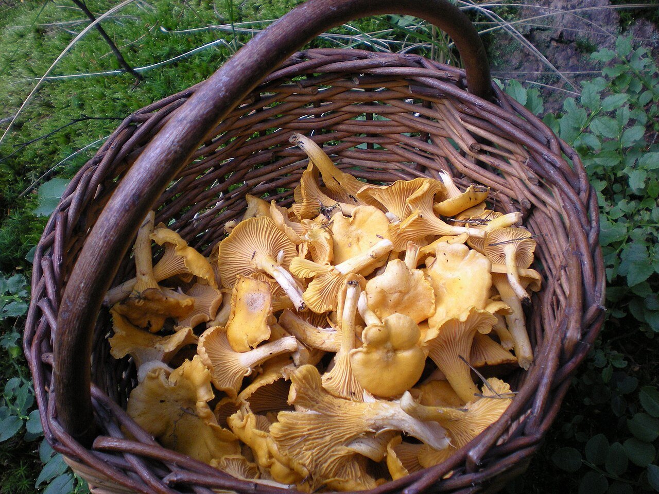 Chanterelle Mushroom