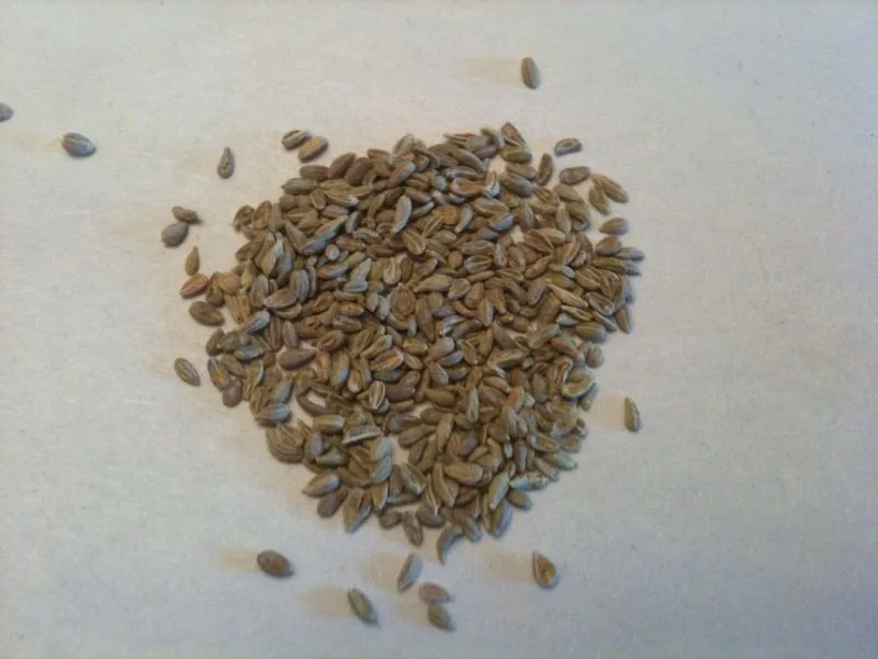 Anason baharat görseli