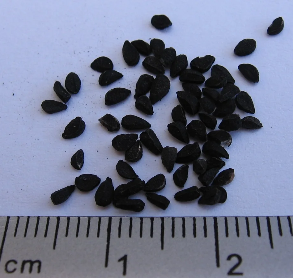 Nigella Seeds (Black Seed)
