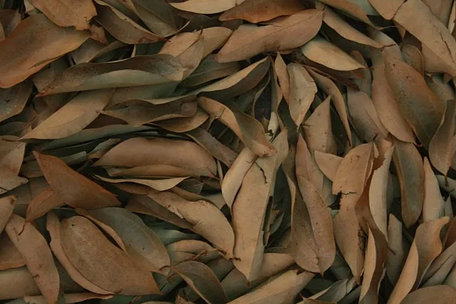 Bay Leaf