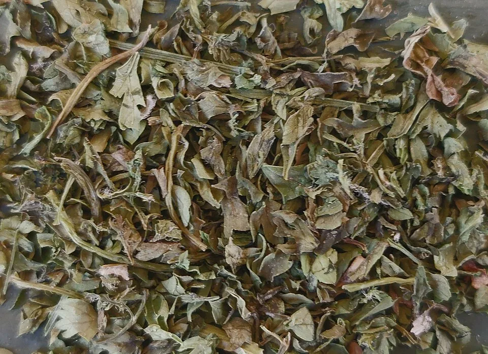 Frenk Maydanozu (Kuru) baharat görseli