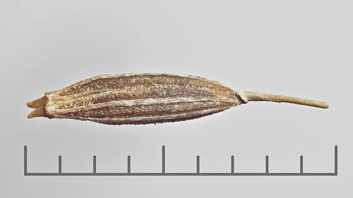 Cumin Seed