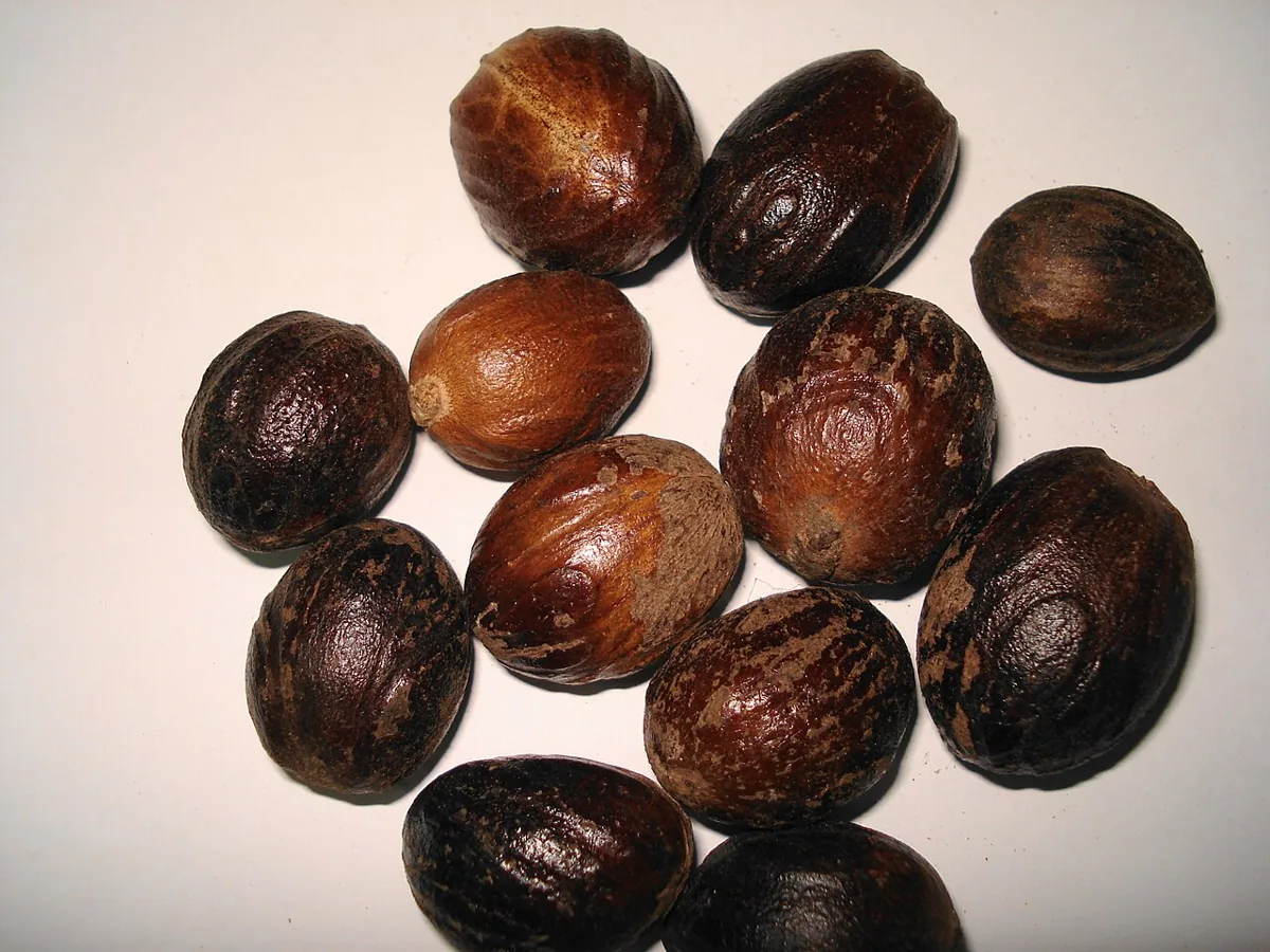 Ground Nutmeg