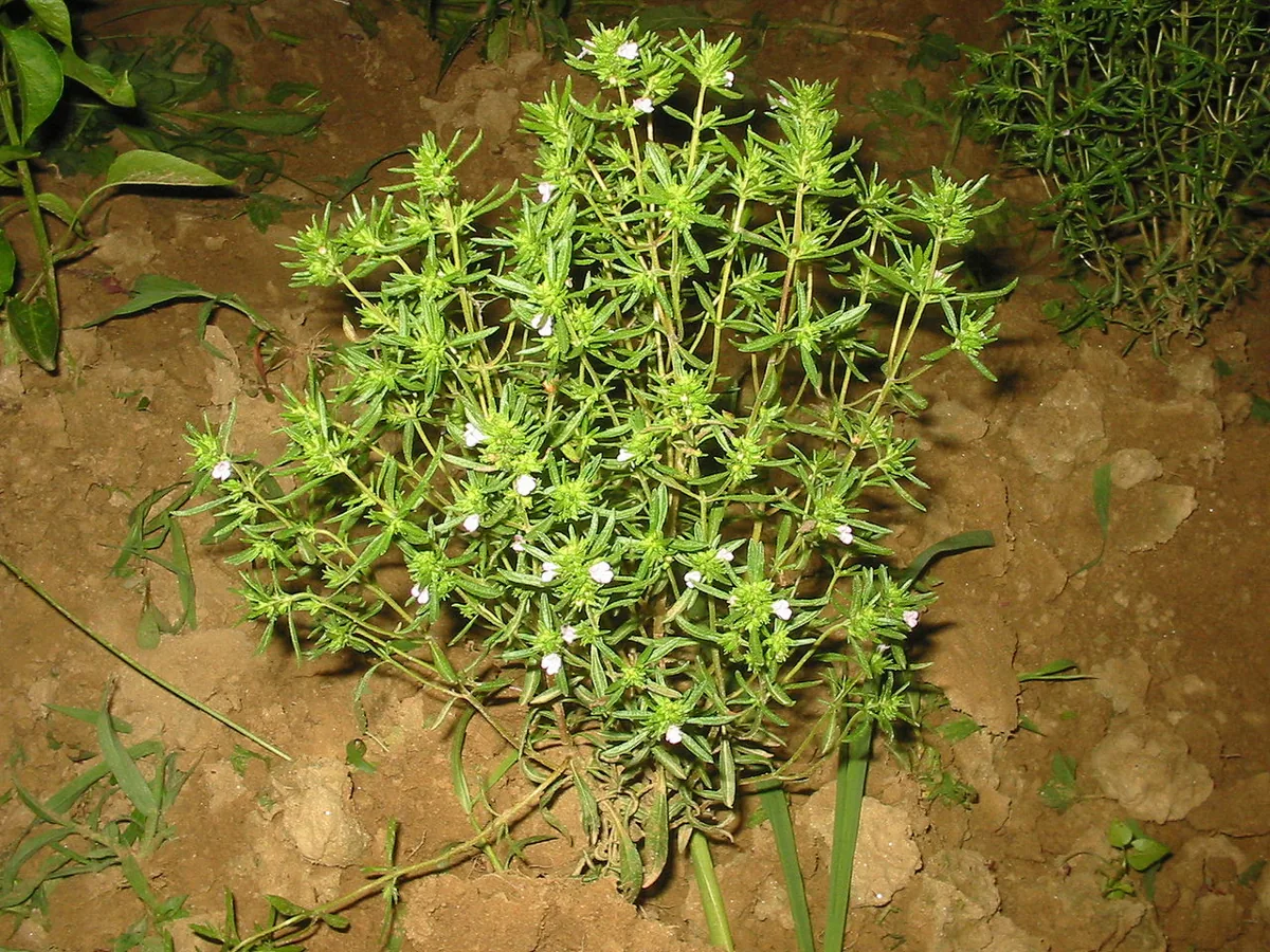 Ground Savory