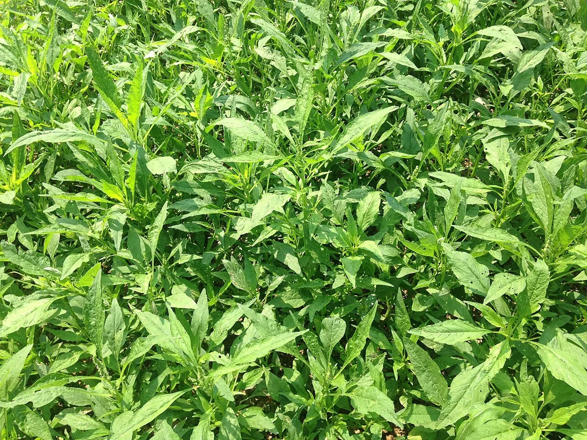 Amaranth Leaves