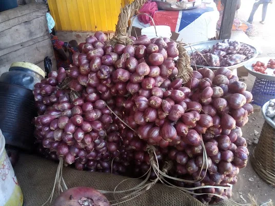 Shallot vegetable