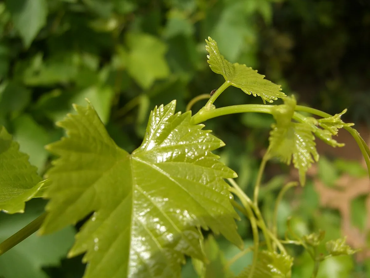 Grape Leaves