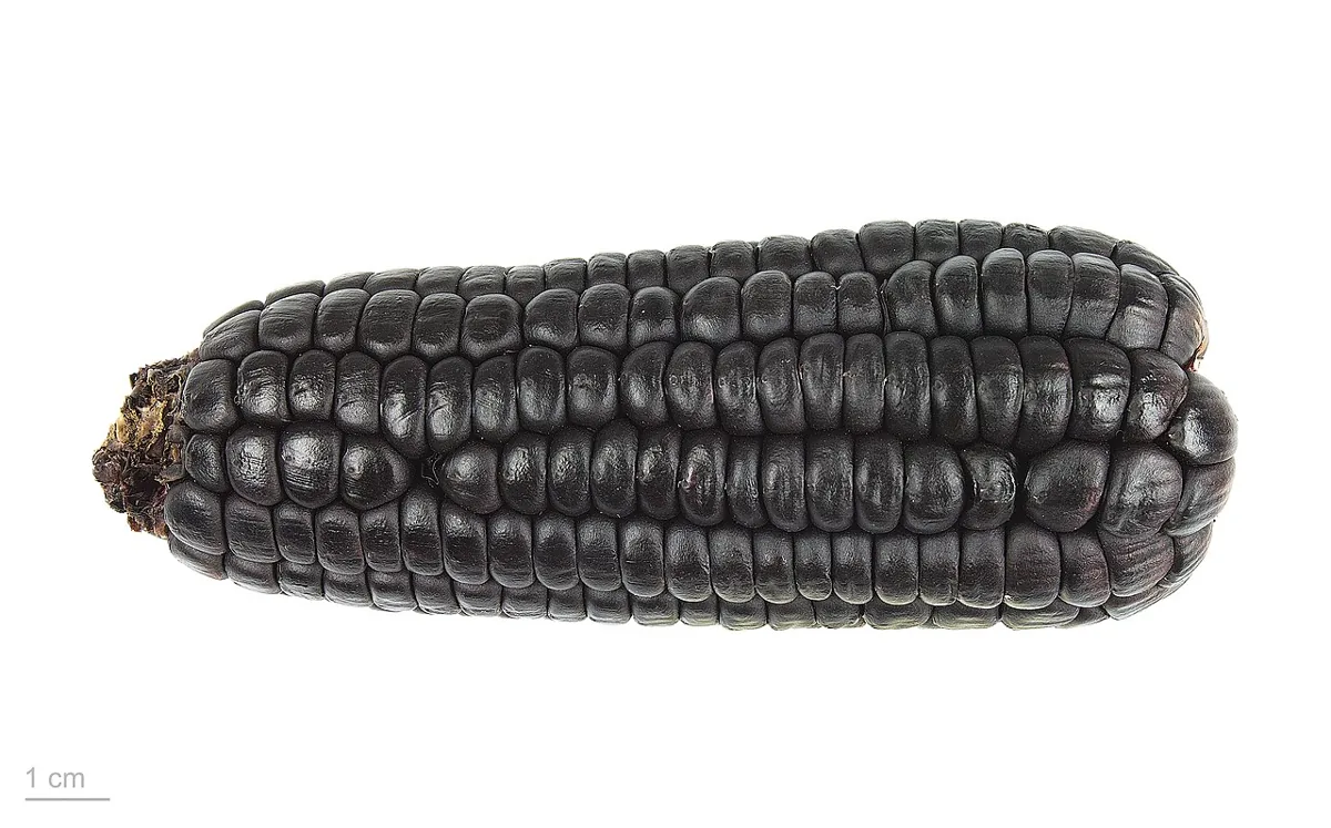 Baby Corn