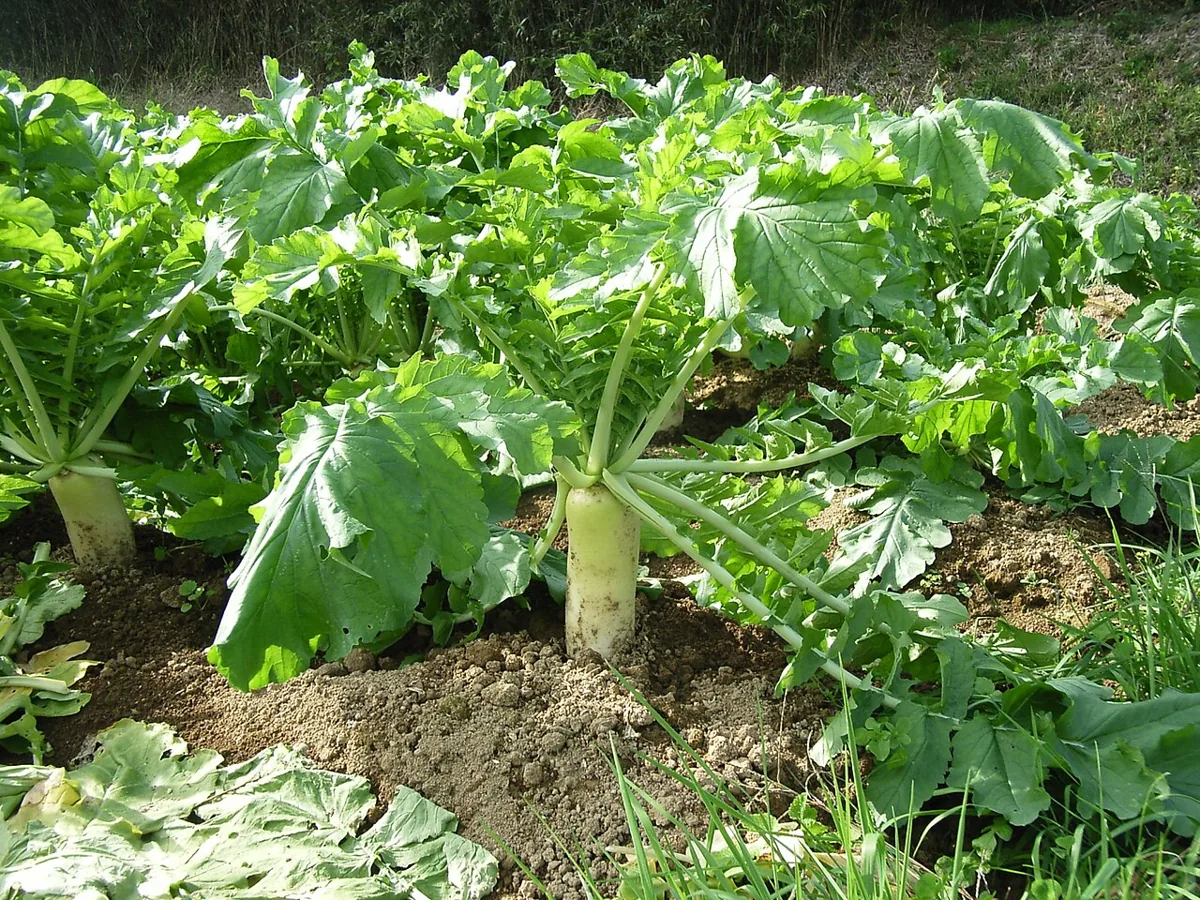 Daikon Radish