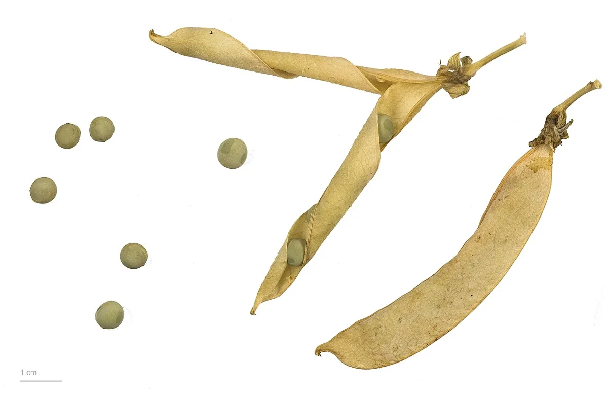 Green Peas