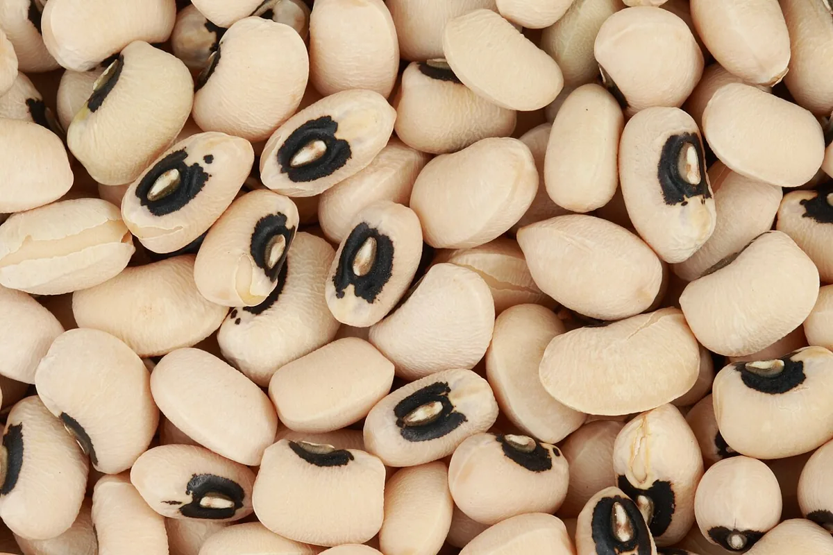 Fresh Cowpeas