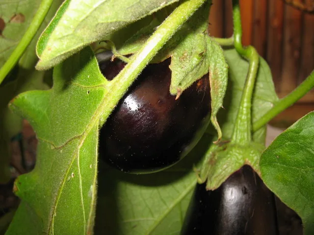 Globe Eggplant