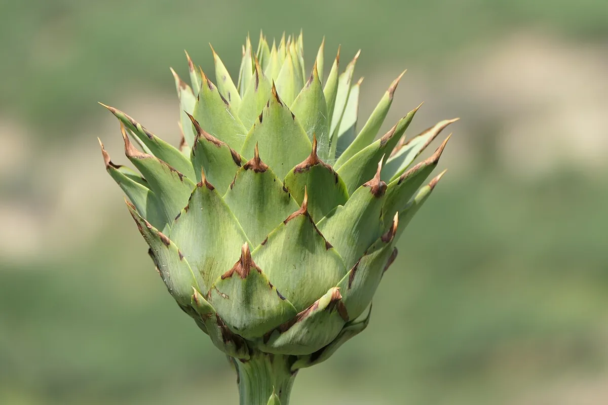 Cardoon vegetable