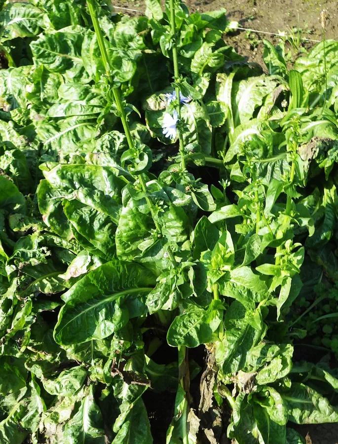 Catalogna Chicory