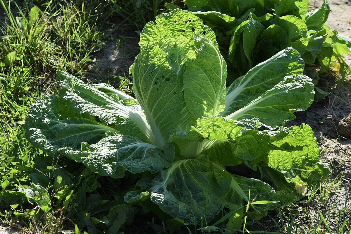 Napa Cabbage