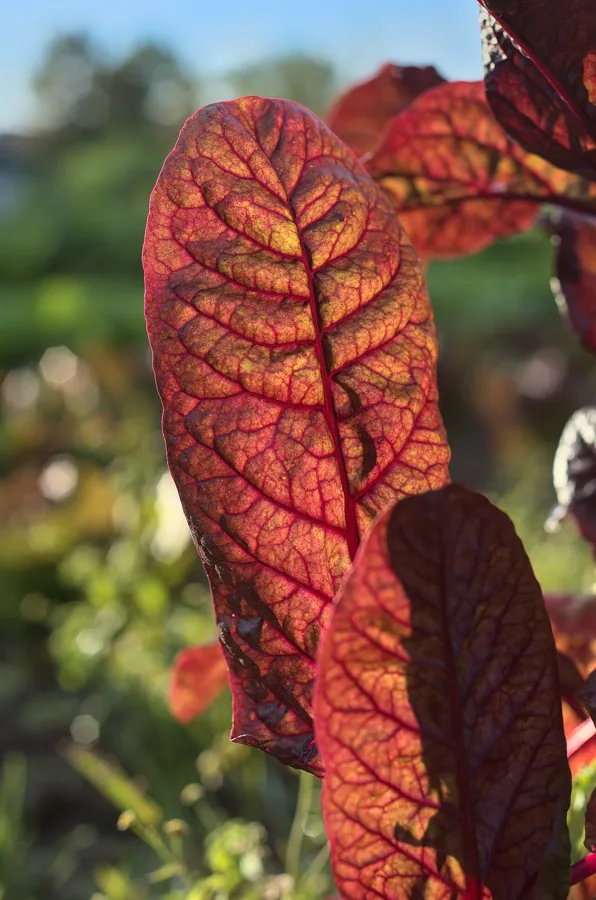 Chinese Chard