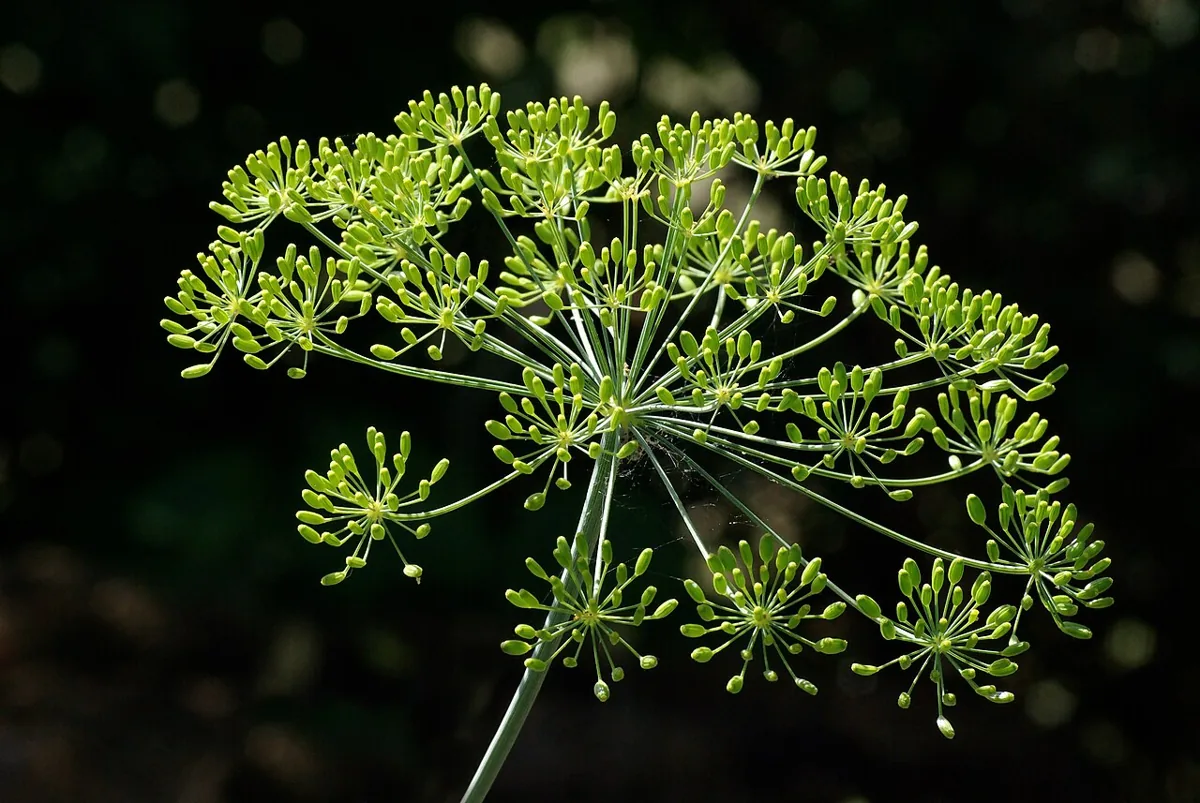 Fresh Dill