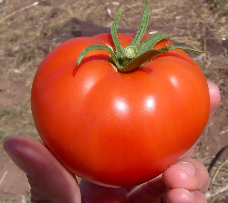 Tomato vegetable