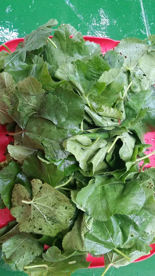 Mallow Leaves