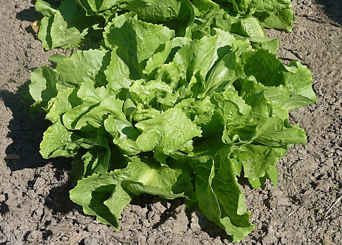 Endive