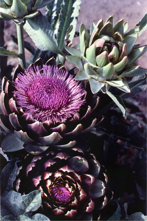 Artichoke